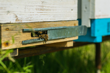 Hives in an apiary with bees flying to the landing boards in a green garden
