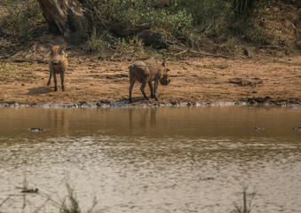 Warthog near a waterhole at the Hluhluwe iMfolozi Park