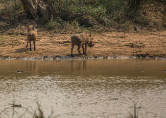 Fototapeta premium Warthog near a waterhole at the Hluhluwe iMfolozi Park