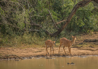 Nyala female prepare to drink from a waterhole at the Hluhluwe iMfolozi Park