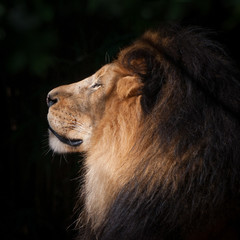 Lion Head © renaschild