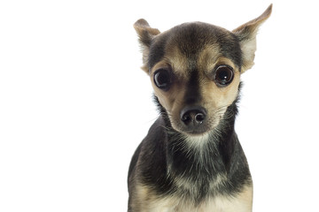 Dog Russian toy Terrier on a white background