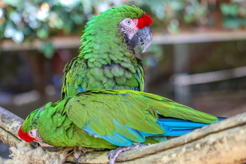 Ara