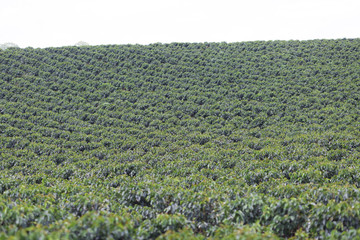 Organic Coffee Farm
