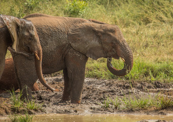 Fototapeta na wymiar African savannah elephants at a waterhole at the Hluhluwe iMfolozi Park