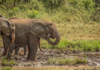 Obraz premium African savannah elephants at a waterhole at the Hluhluwe iMfolozi Park