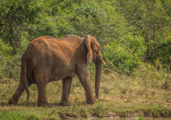 Fototapeta na wymiar African savannah elephants at a waterhole at the Hluhluwe iMfolozi Park