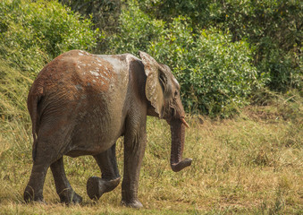 Fototapeta premium African savannah elephants at a waterhole at the Hluhluwe iMfolozi Park