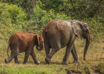 Fototapeta premium African savannah elephant mother with her child at a waterhole at the Hluhluwe iMfolozi Park
