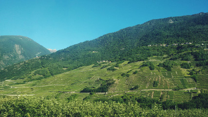 mele e vigneti in Valtellina