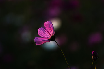 A cosmos flower in the dark background, low light