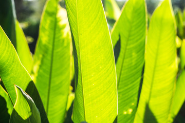 Green Indian leafs in sun light