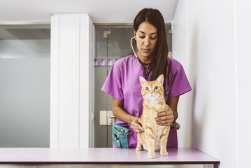Veterinarian doctor is making a check up of a cute beautiful cat.