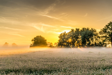 Obraz premium Nature conservation area at sunrise with fog