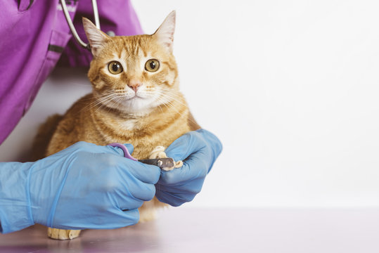 Veterinarian doctor trimming nails of the cat.