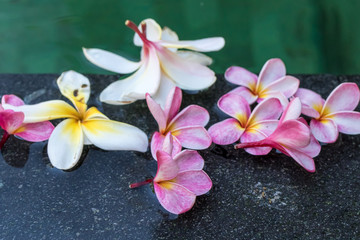 Frangipani flowers in the swimming pool. Bali island.