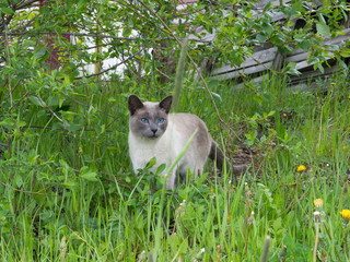 Siamese cat staying in the grass © Андрей Т.