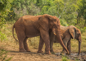 Naklejka na ściany i meble African savannah elephant mother with her child at a waterhole at the Hluhluwe iMfolozi Park