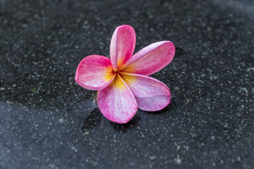 Frangipani flower in the swimming pool. Bali island.