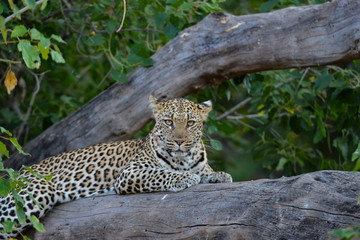 Leopard