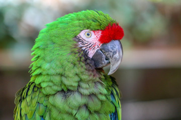 Ara