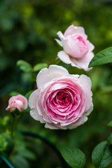 Beautiful pink roses in the garden, with shallow depth of field, selective focus.