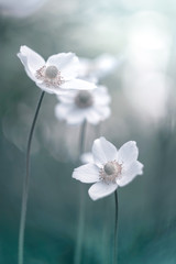 Beautiful flowers of anemones on a gentle background. Artistic image. Selective focus