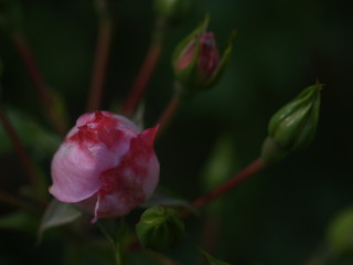 Beautiful pink rose in a garden