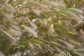 Summer spikelet, green, yellow. Herb. Agriculture field