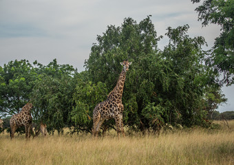Giraffes at the grasslands on the area of the Ezulwini Game Lodge