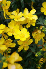 arbuste de millepertuis en fleurs jaunes,en été