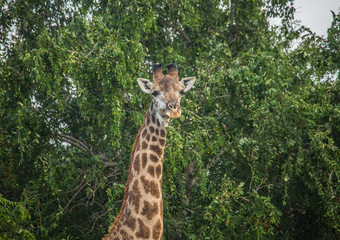 Giraffes at the grasslands on the area of the Ezulwini Game Lodge