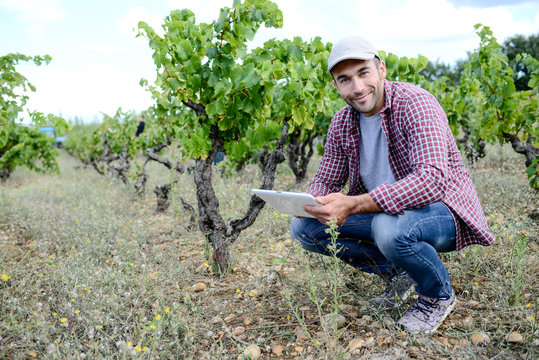 handsome young male oenologist with a computer digital tablet in vineyard checking grapes ripeness before harvest - Powered by Adobe