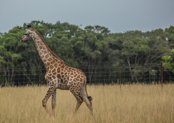 Young giraffe at the grasslands on the area of the Ezulwini Game Lodge