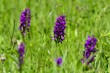 Geflecktes Knabenkraut