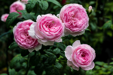 Beautiful pink roses in the garden, with shallow depth of field, selective focus.