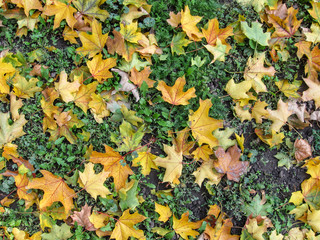 Autumn yellow maple leaves on the grass