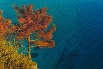 Fototapeta na wymiar Picturesque landscape. Tree on top of a cliff against the sea