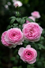 Beautiful pink roses in the garden, with shallow depth of field, selective focus.