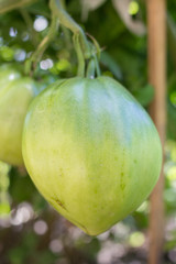 green tomato