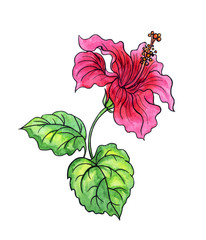 Photos, illustrations et vidéos de hibiscus