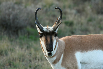 Pronghorn Antelope at the morning
