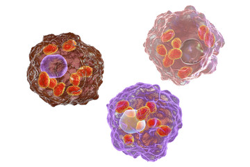 Macrophages infected by Leishmania amastigotes, isolated on black background, 3D illustration