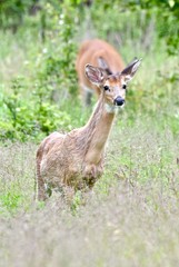 Female white-tailed deer (Odocoileus virginianus) standing in a field