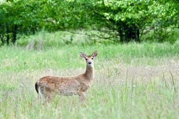 Naklejka na ściany i meble Female white-tailed deer (Odocoileus virginianus) standing in a field
