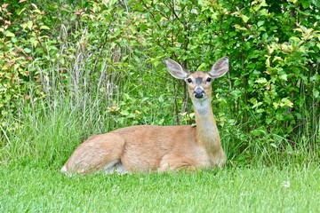 Naklejka na ściany i meble White-tailed deer (Odocoileus virginianus) bedded down in grass