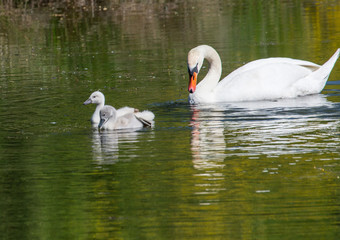 Two week old mute swan babies swimming together with their parents on a pond in the district of Buechenbach of the city of Erlangen