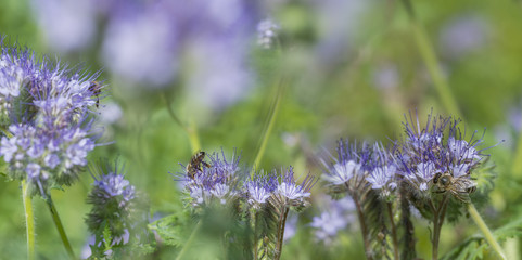 Phacelia tanacetifolia - honey plant for bees