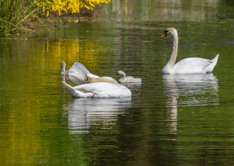 Two week old mute swan babies swimming together with their parents on a pond in the district of Buechenbach of the city of Erlangen