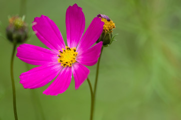 Purple flower on green